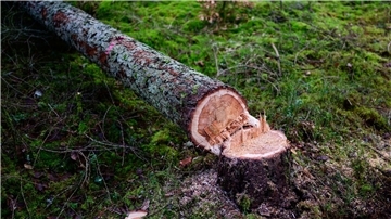 Manche würden die EU-Entwaldungsverordnung gerne zum Fallen bringen. (Symbolbild) 