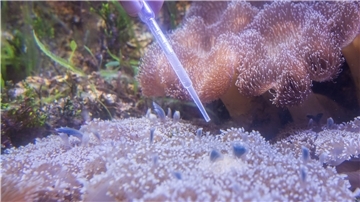 Mangrovenquallen (vorne) werden im Leibniz-Zentrum für Marine Tropenforschung (ZMT) gefüttert.