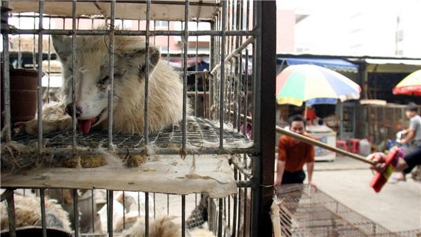 Marderhunde liegen in engen Käfigen auf einem Markt in China. (Archivbild)