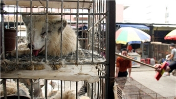 Marderhunde liegen in engen Käfigen auf einem Markt in China. (Archivbild)