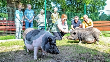 Zwei Schweine im Vordergrund, viele Menschen im Hintergrund
