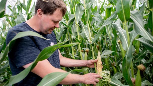Markus Mushardt aus Otterndorf, Landwirt und Betreiber eines Ferienhofs, kontrolliert auf einem Feld die angebauten Maispflanzen. Mushardt ist in der Kategorie „Ackerbau“ für die Auszeichnung „Landwirt des Jahres“ nominiert. 