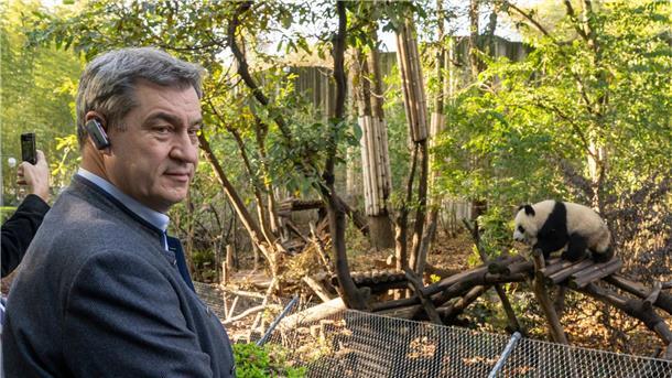 Markus Söder besucht in Chengdu eine Aufzuchtstation für Pandabären.