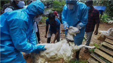 Medizinisches Personal in Kozhikode im Süden Indiens entnimmt einer Ziege Blutproben, um sie auf das Nipah-Virus zu testen.