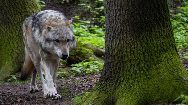 Mehr als 500 Wölfe streifen Schätzungen zufolge durch Niedersachsen. (Symbolbild)
