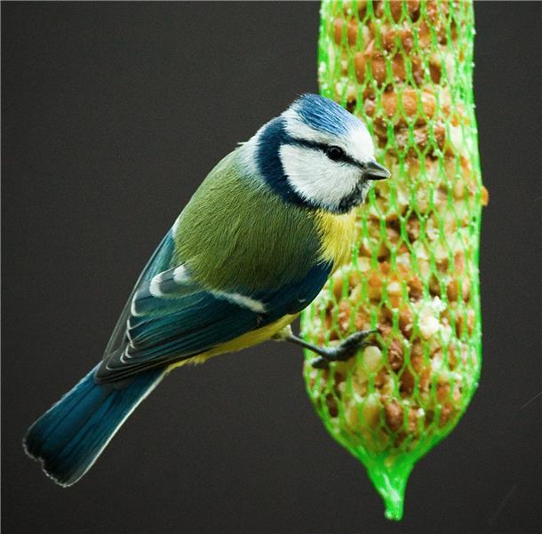 Meisen können mit den bekannten Meisenknödeln oder Meisenringen gefüttert werden.