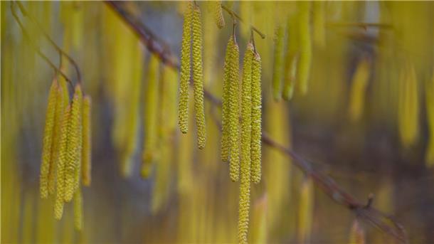 Gemäßigter Start in die Pollensaison wegen Kälte Menschen mit einer Haselpollen-Allergie könnten bereits Symptome spüren.