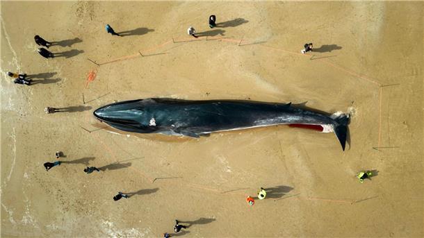 30 Tonnen: Wal-Kadaver in England zieht Schaulustige an Menschen stehen am Kadaver eines 17 Meter langen Finnwals (Balaenoptera physalus), der am Strand in East Yorkshire liegt.