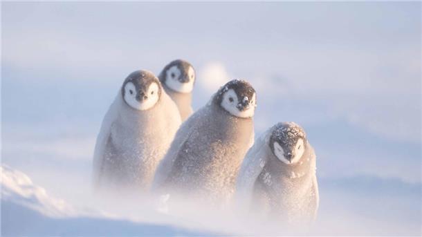 Pinguinküken in der Antarktis