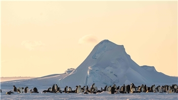 Michael Trautmann fotografiert in seiner Freizeit. Eines seiner häufigsten Motive sind die Pinguine nahe der Neumayer-Station III, hier im antarktischen Sommer.