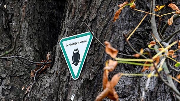 Wie Motten Kastanienbäume stressen Miniermotten stressen Kastanienbäume.