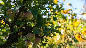 Workshop in Bremervörde: Wie man einen Obstbaum richtig schneidet