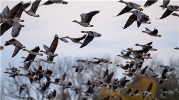 Vogelzug verschärft Virusgefahr – 400.000 Nutztiere getötet Mit dem Vogelzug erhöht sich alljährlich im Herbst die Gefahr, dass auch das Vogelgrippe-Virus eingeschleppt wird. (Archivbild)