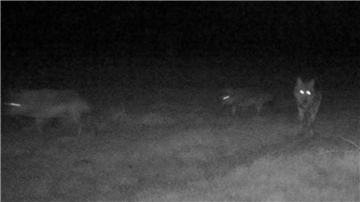 Mehrere Wölfe werden in Heerstedt von einer Fotofalle aufgenommen. Mit einem eigenen Wolfsmonitoring hat die Jagdgenossenschaft Dutzende Sichtungen im Laufe des Jahres 2022 dokumentiert. 