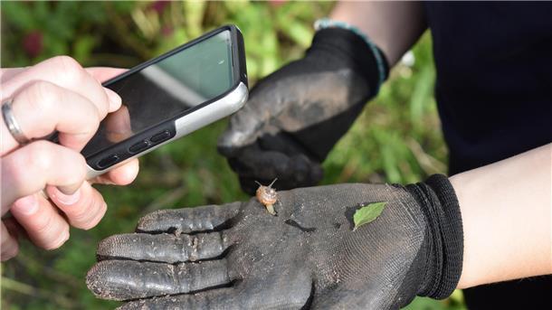 Mit einer App konnten die Schülerinnen und Schüler die Tiere bestimmen, die sie bei der Arbeit im Schulgarten fanden.