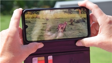 Mit ihrem Handy hat die Blexerin Ramona Krengel das Tier am Donnerstagmorgen fotografiert. Für die Kreiszeitung hat sie die Szene später nachgestellt.