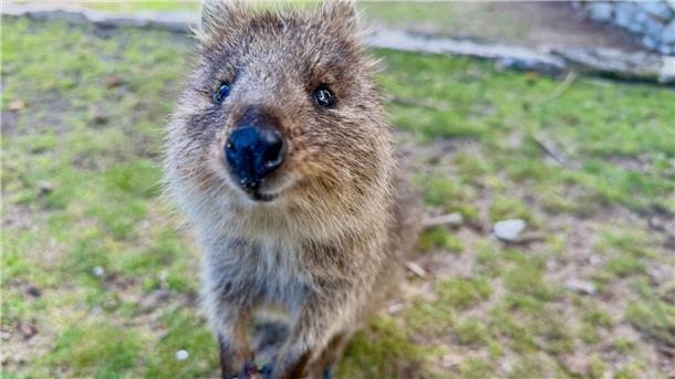 Australiens Selfie-Stars: Zu Gast bei den lächelnden Quokkas Mit ihrer süßen Mimik sind Quokkas zu Internet-Stars geworden.