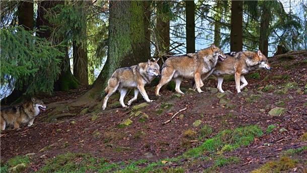 Wölfe im Wald