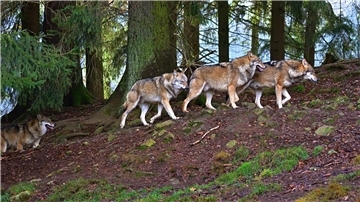 Wölfe im Wald