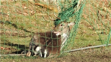 Mit seinem Geweih hat sich der Hirsch im Netz des Fußballtores verfangen. Eine Stunde nach seiner Rettung verschwand das Tier im Wald.