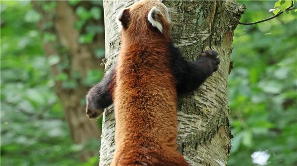 Roter Panda im neuen Zoo-Zuhause Mit seinen Krallen schafft es der Rote Panda auch einen Baumstamm hinauf.