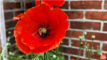 Mit seinen leuchtend roten Blütenblättern ist der Klatschmohn ein echter Hingucker im Garten. 