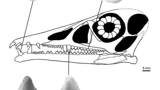 Saurier auf Jagd nach Fischen Mit spitzen Zähnen ging der Flugsaurier Eudimorphodon auf die Jagd nach Fischen.