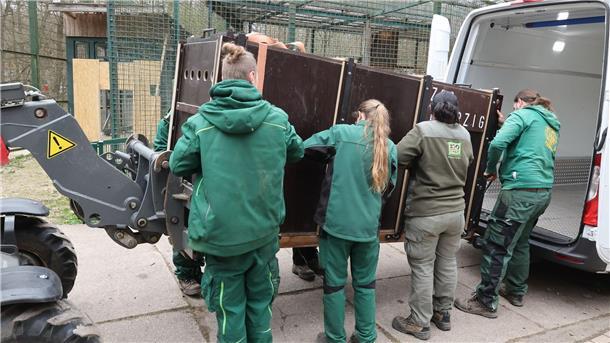 Alles in Ruhe kennenlernen Mitarbeiter des Tierparks tragen die Kiste mit dem Löwen Bahati in sein Gehege.