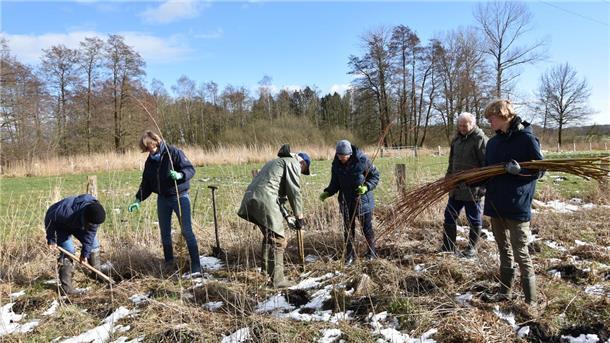Mitglieder der NABU-Ortsgruppe Beverstedt setzen Weidenstecklinge.