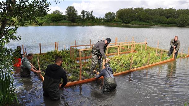 Mitglieder des Butjadinger Fischereivereins montieren am Inselsee bei Kleinensiel vier Röhrichtinseln.