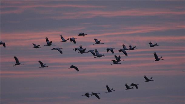 Zugvögel am Abendhimmel