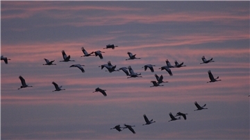 Zugvögel am Abendhimmel
