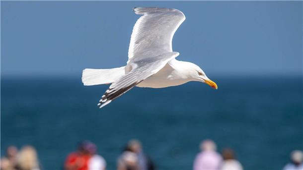 Möwen sind bekannt dafür, unaufmerksamen Touristen das Fischbrötchen wegzuschnappen. Neuerdings bringen sie auch einheimische Motorradfahrer zu Fall.