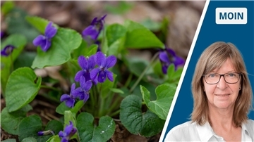 Lila Blüten und ein Porträt