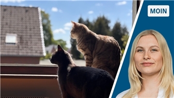Zweigeteiltes Bild: Links zwei Katzen auf einer Fensterbank, die nach draußen schauen. Rechts eine junge Frau mit blonden Haaren.