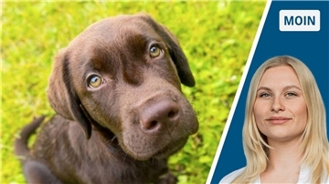 Zweigeteiltes Bild: Links ein brauner Hund, der nach oben in die Kamera schaut. Rechts eine junge Frau mit blonden Haaren.