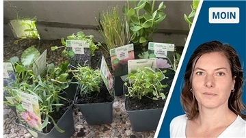 Kleine Pflanzentöpfe auf dem Balkon und ein Frauenporträt