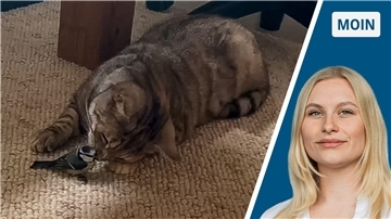 Zweigeteiltes Bild: links eine Katze, die auf einem Teppich an einem Vogel schnuppert; rechts junge Frau mit blonden Haaren.