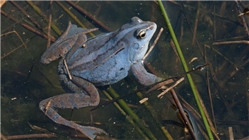 Moorfrosch-Männchen schimmern in der Balzzeit violett.