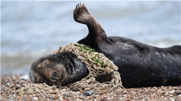 Müll im Meer, Kegelrobbe