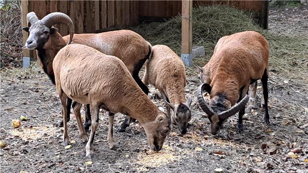 Mufflons sind genügsam und bekommen im Tierpark Cuxart Mais, Äpfel und Karotten zu fressen. 