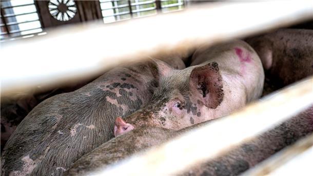Nach Angaben der Polizei haben elf Schweine den Unfall in Fürstenau nicht überlebt. (Symbolbild)