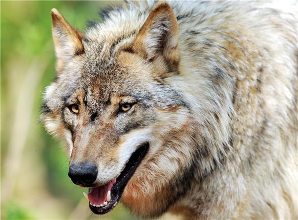 Nach Ansicht der CDU-Landtagsfraktion führe das schnelle Anwachsen der Wolfspopulation in Niedersachsen trotz umfangreicher Schutzmaßnahmen zu zahlreichen Herausforderungen und sorge mittlerweile in ganz Niedersachsen für Angst und Ärger.