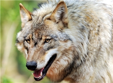 Nach Ansicht der CDU-Landtagsfraktion führe das schnelle Anwachsen der Wolfspopulation in Niedersachsen trotz umfangreicher Schutzmaßnahmen zu zahlreichen Herausforderungen und sorge mittlerweile in ganz Niedersachsen für Angst und Ärger.