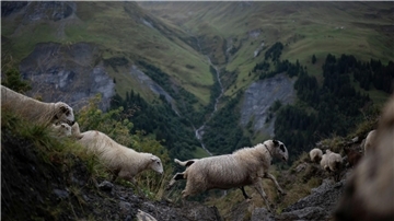 Nach dem Sommer auf der Alp kehren die Schafe ins Tal zurück.