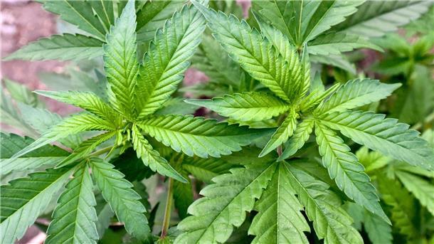 Weiter Ringen um grünes Licht für Cannabis-Gesetz Nach dem vom Bundestag beschlossenen Gesetz sollen Besitz und Anbau der Droge mit zahlreichen Vorgaben für Volljährige zum Eigenkonsum vom 1. April an erlaubt sein.