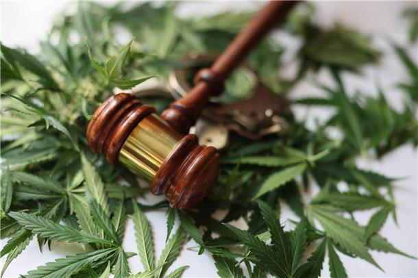 Drogenfahrt und Verfolgungsjagd: Gericht verurteilt Bremerhavener (70) auf Bewährung Cannabispflanzen liegen auf einem Tisch. Darauf wiederum befindet sich ein Richterhammer und etwas unscharf auch Handschellen.