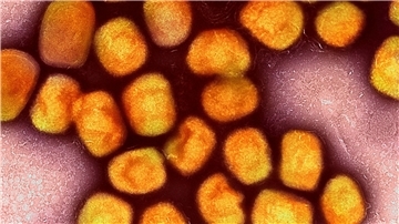 Nach langer Ruhe sind in Deutschland wieder einzelne Infektionen mit dem Virus bestätigt worden.