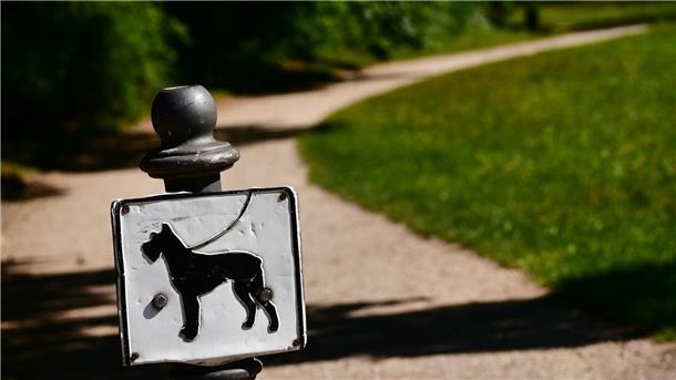 Verschollener Hund nach sieben Jahren mit Familie vereint Nach sieben Jahren ist ein verschollener Hund in Wien wieder aufgetaucht (Symbolbild).