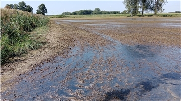 Nach und nach fließt das vergorene Wasser von den Flächen - hier an der Aue/Mehde - ab. Mit ihm gelangen Unmengen organischen Materials in die Bäche und Gräben und zehren den verbliebenen Sauerstoff auf.